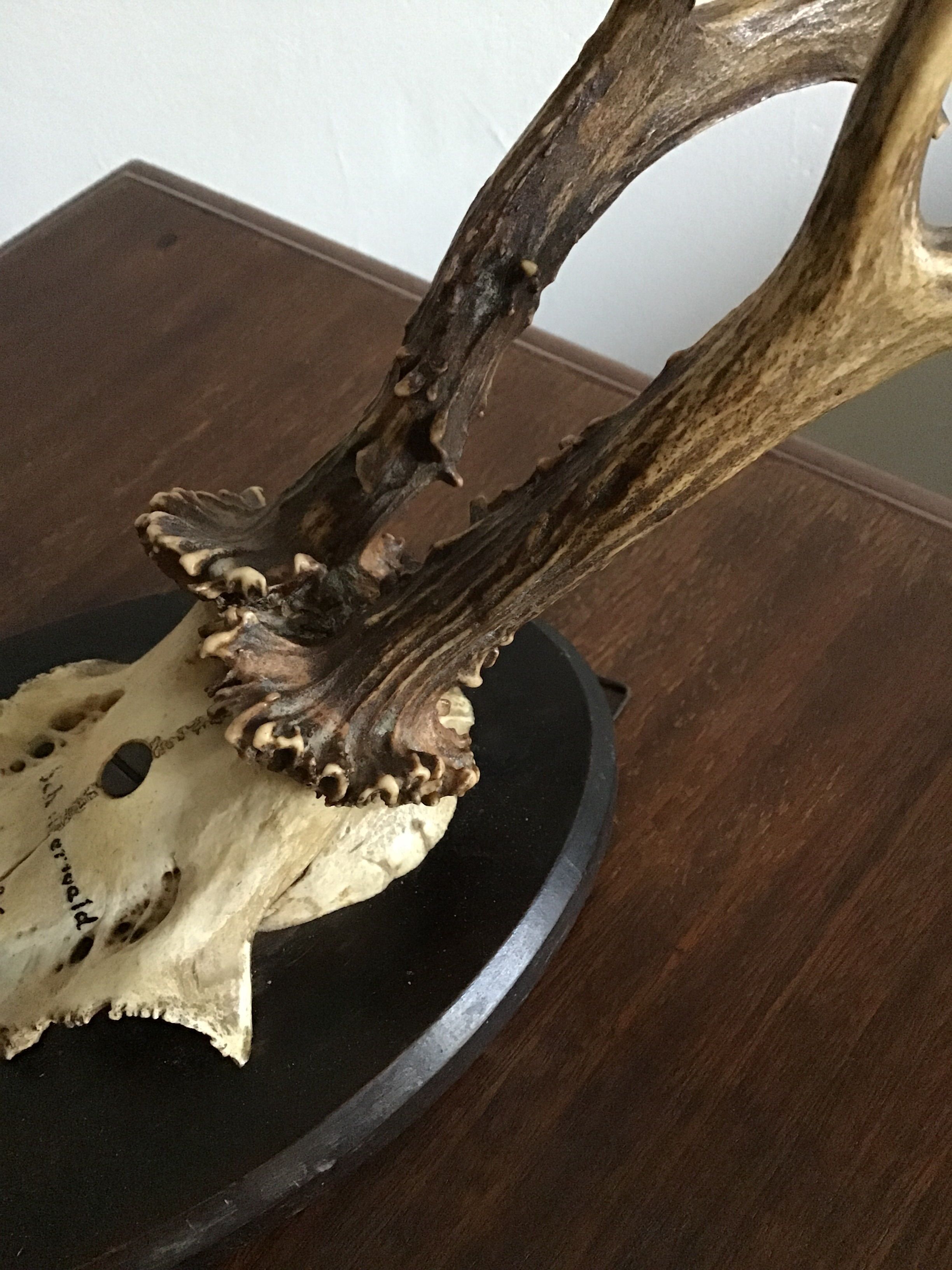 Old deer trophy