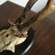 Old deer trophy