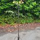Atomic coat rack in metal and wooden balls / 1950s