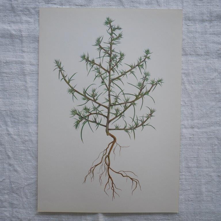 Set of 3 botanical plates Geigy, horsetail, soda and purslane