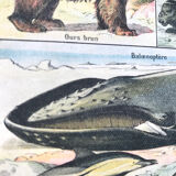 Mammals board