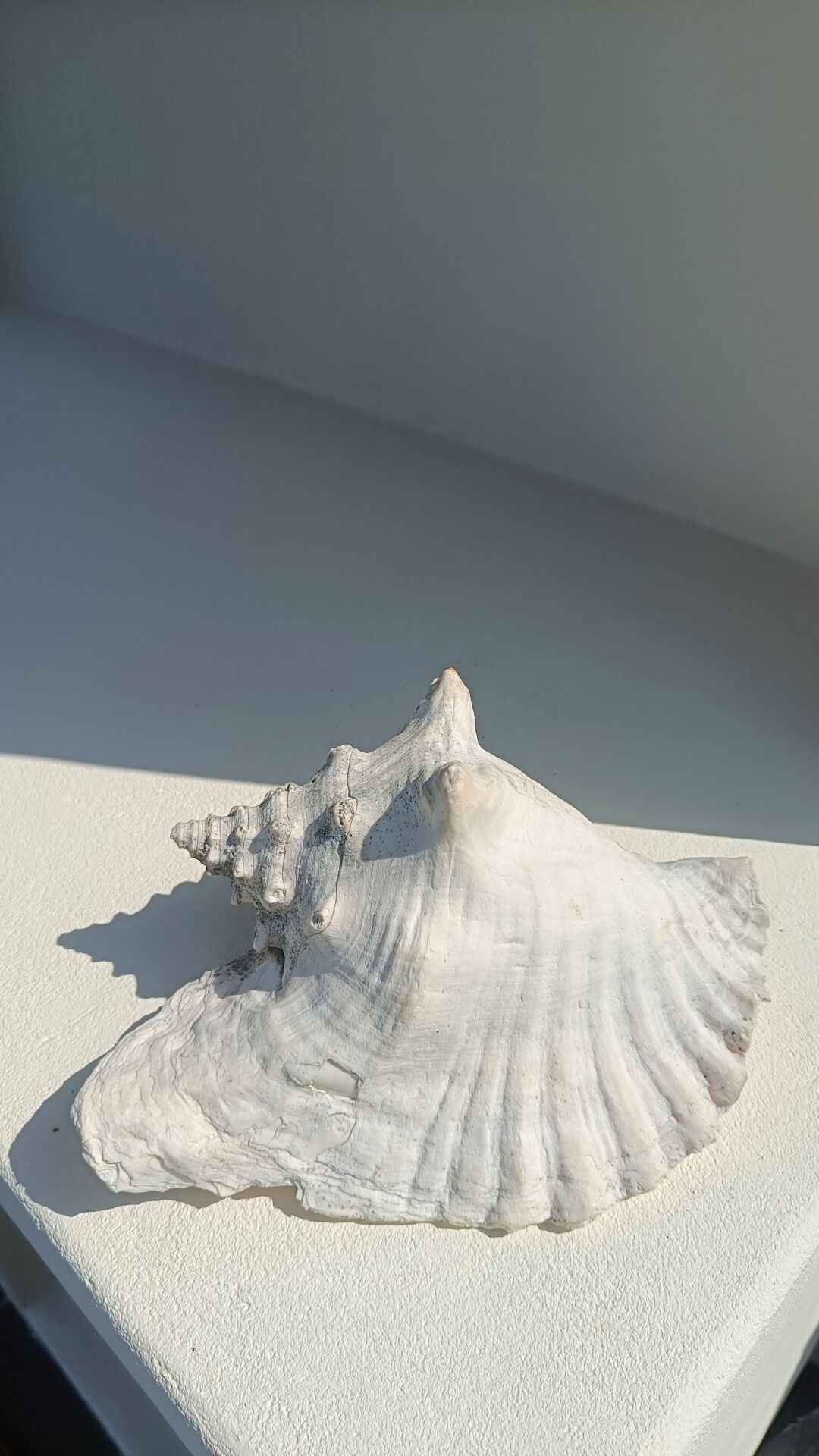 Conque marine blanche légèrement rosée