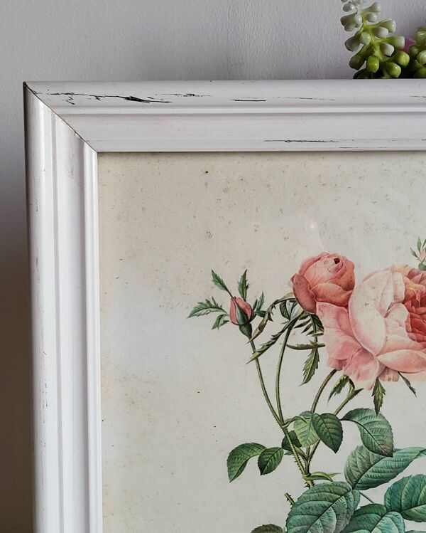 PJ Redouté - illustration botanique - Rosier à cent feuilles, Imp de R