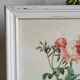 PJ Redouté - illustration botanique - Rosier à cent feuilles, Imp de R
