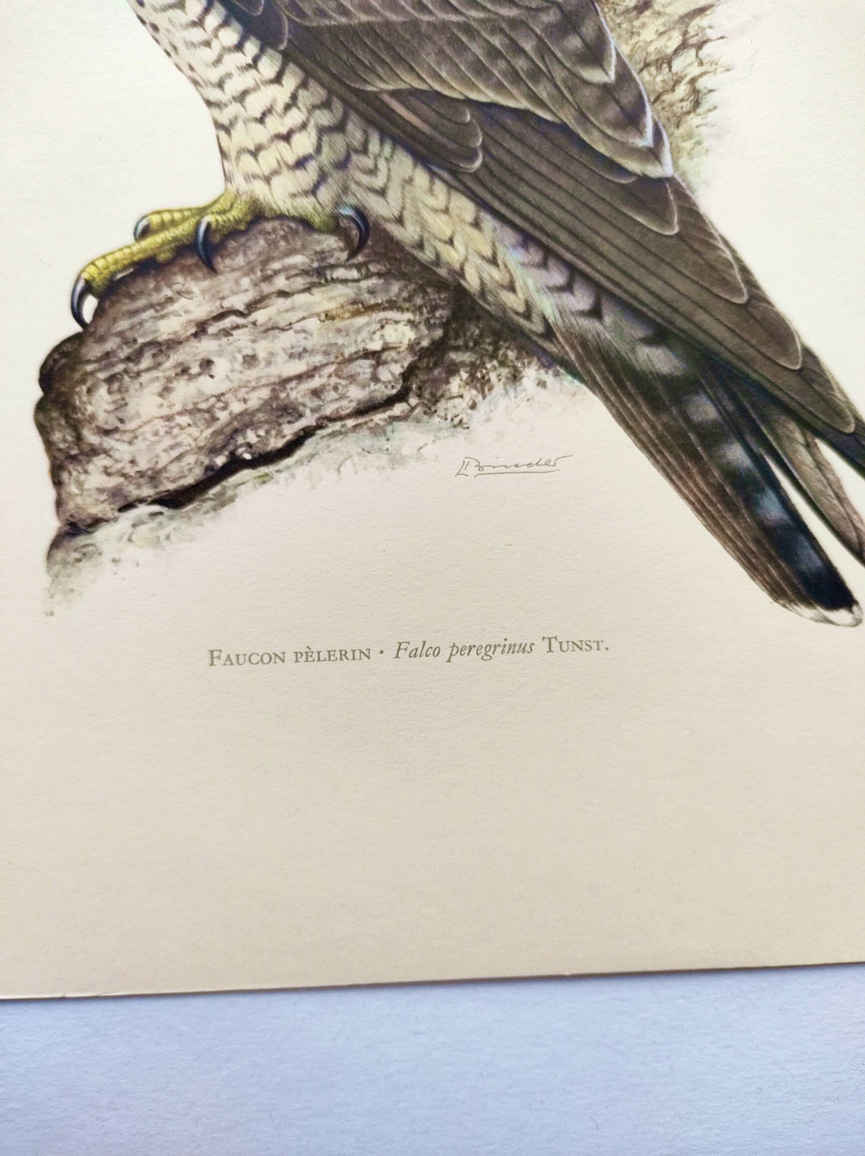 Old bird plate from the 1960s - Peregrine Falcon - Zoological and ornithological illustration