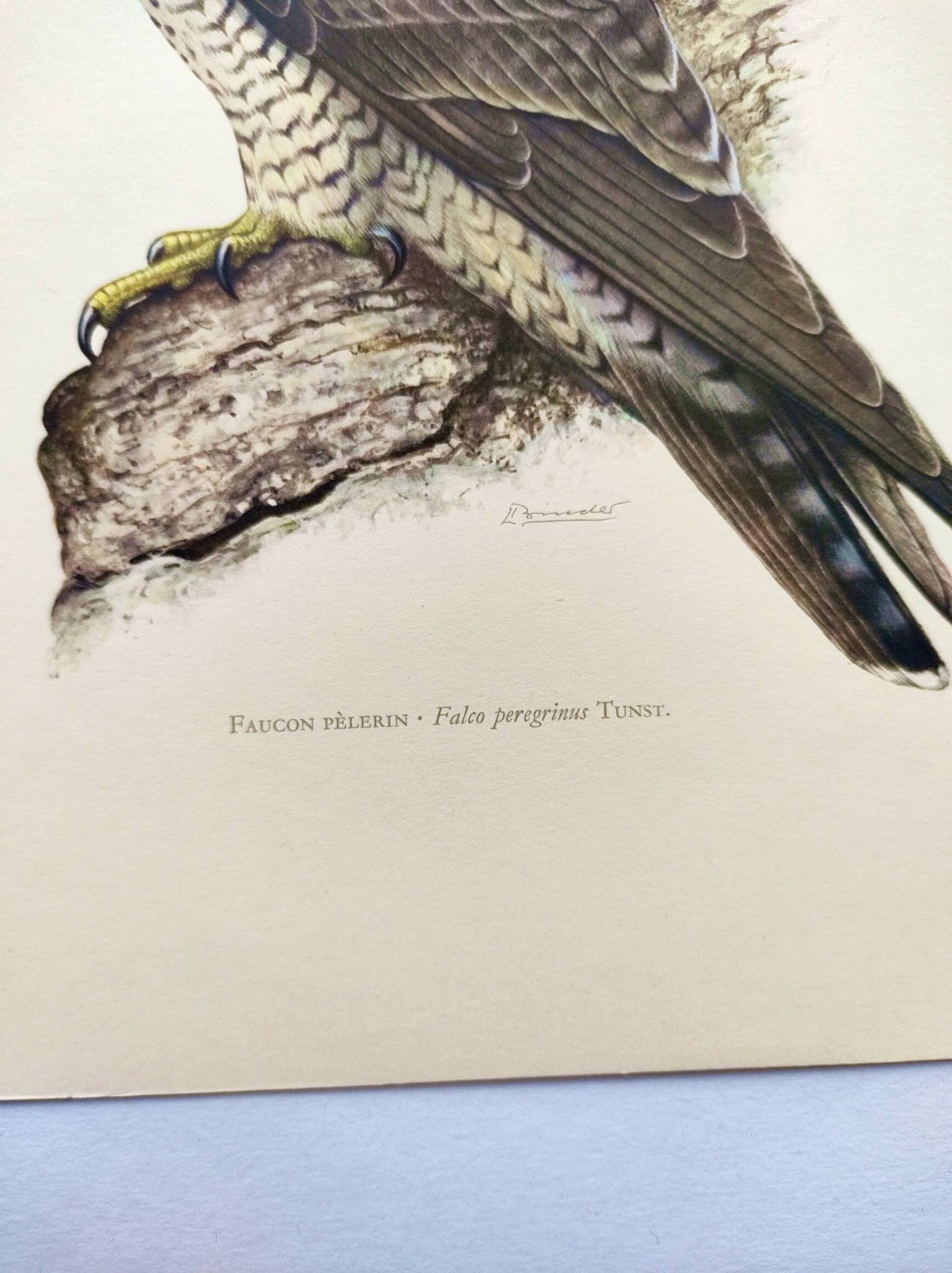 Old bird plate from the 1960s - Peregrine Falcon - Zoological and ornithological illustration