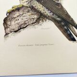 Old bird plate from the 1960s - Peregrine Falcon - Zoological and ornithological illustration