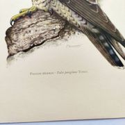Old bird plate from the 1960s - Peregrine Falcon - Zoological and ornithological illustration