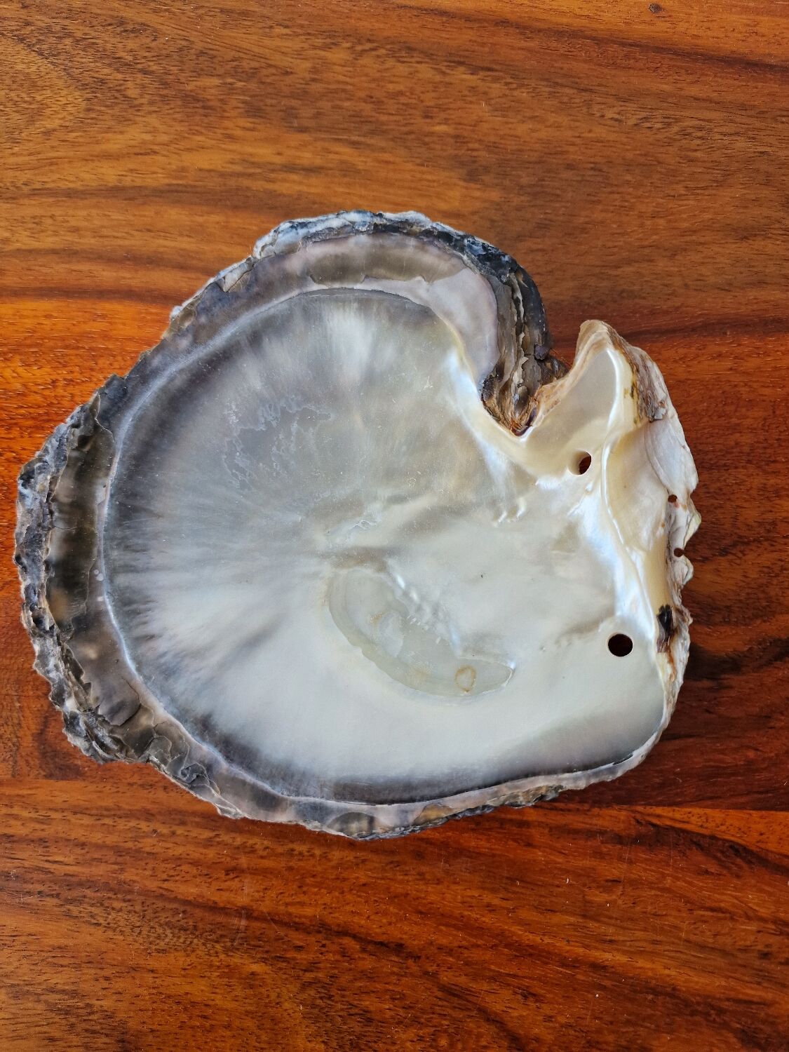 Vintage pearl oyster shell