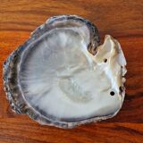 Vintage pearl oyster shell