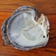 Vintage pearl oyster shell