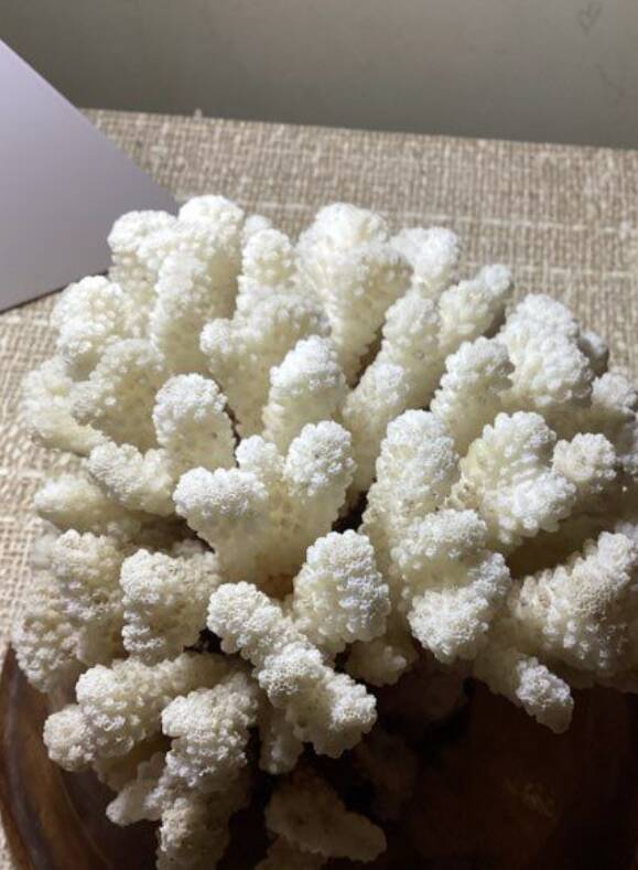 Natural old white coral