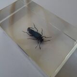 Lot 4 insects inclusions vintage resins to be identified