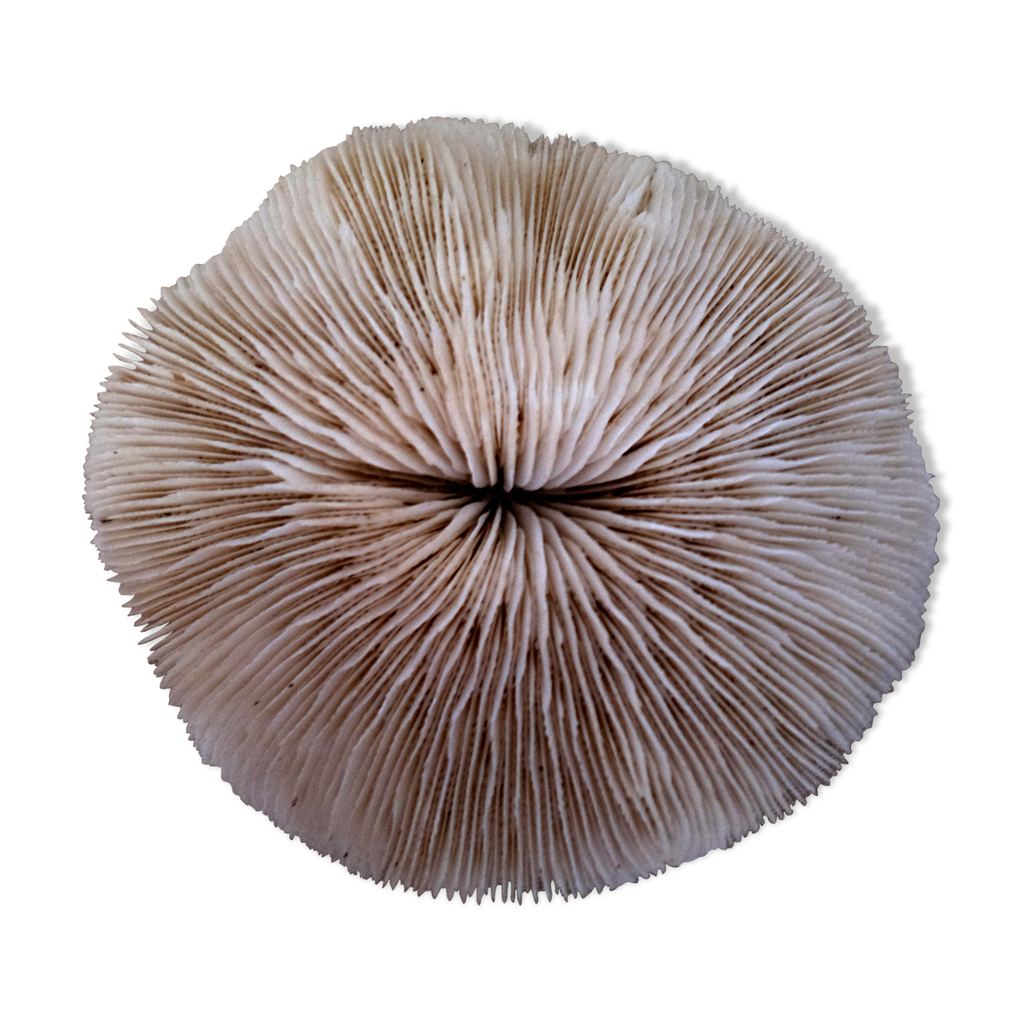 Coral Fungia Ocean Indian