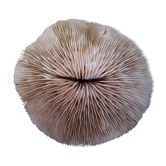 Corail Fungia Océan indien
