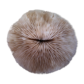 Coral Fungia Ocean Indian