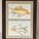 Watercolor painting of goldfish in a Louis XVI style wooden frame