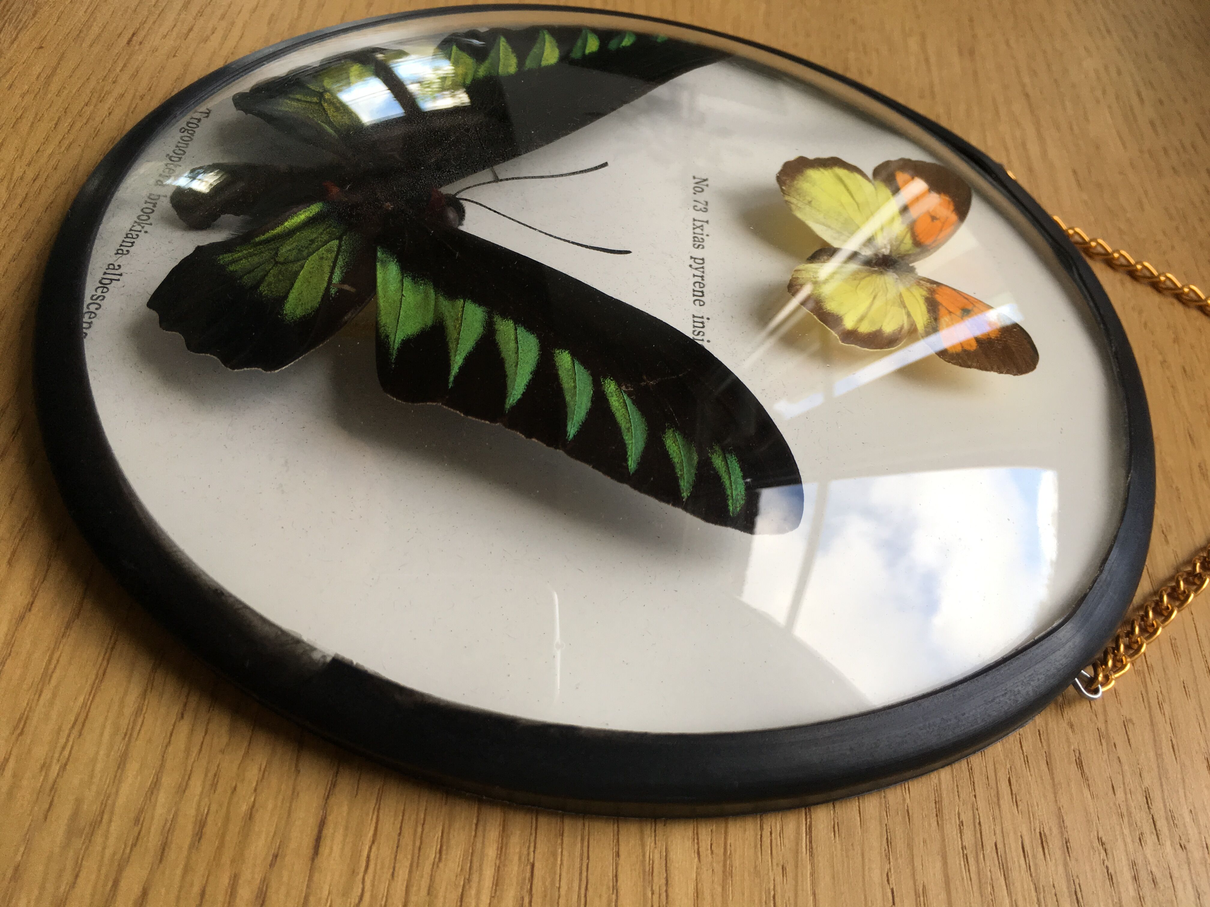 Vintage curved glass butterfly frame