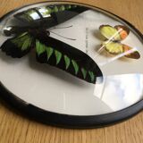 Vintage curved glass butterfly frame