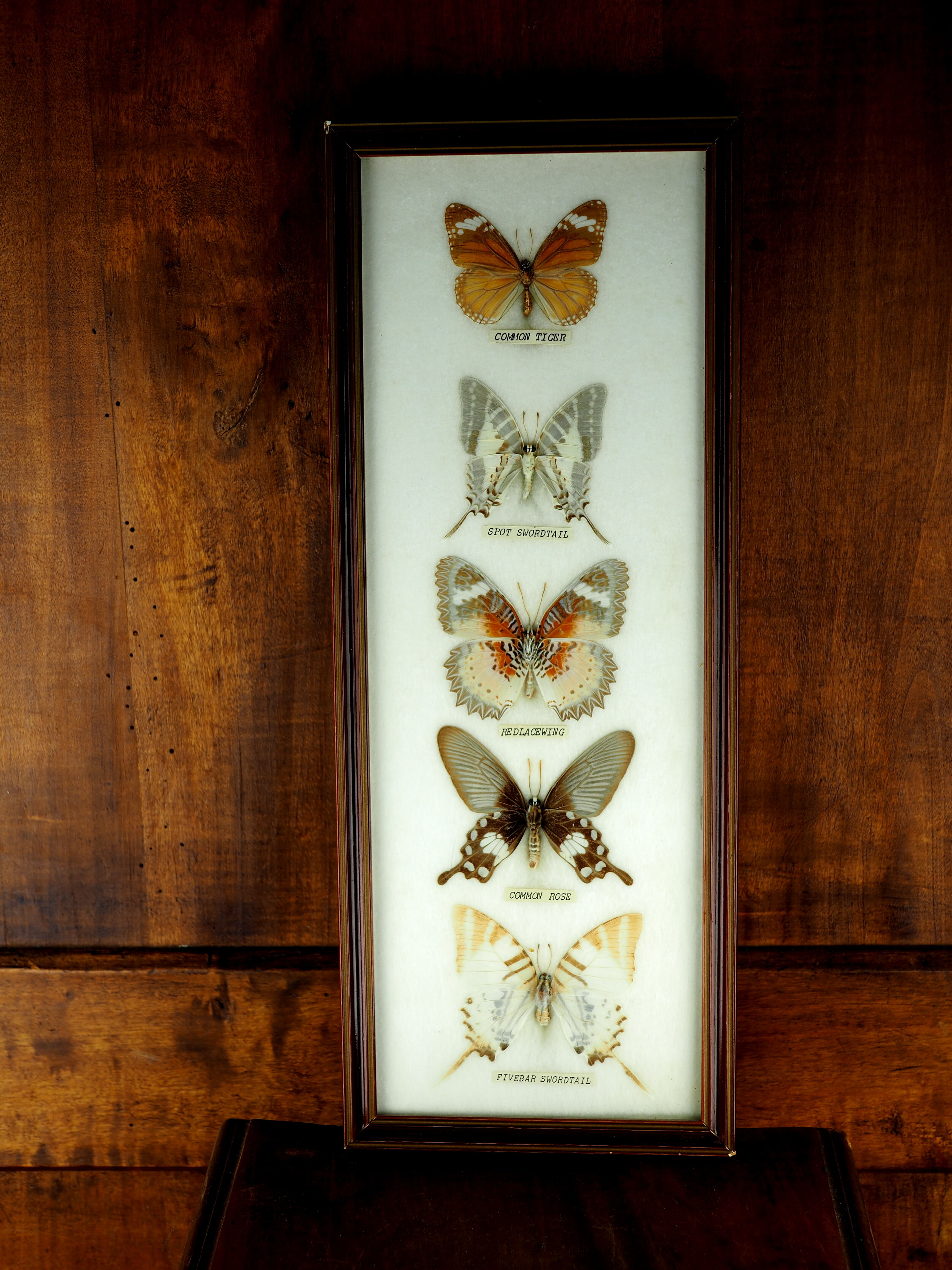 Five butterflies on cotton wool under frame - 60s / 70s