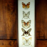 Five butterflies on cotton wool under frame - 60s / 70s