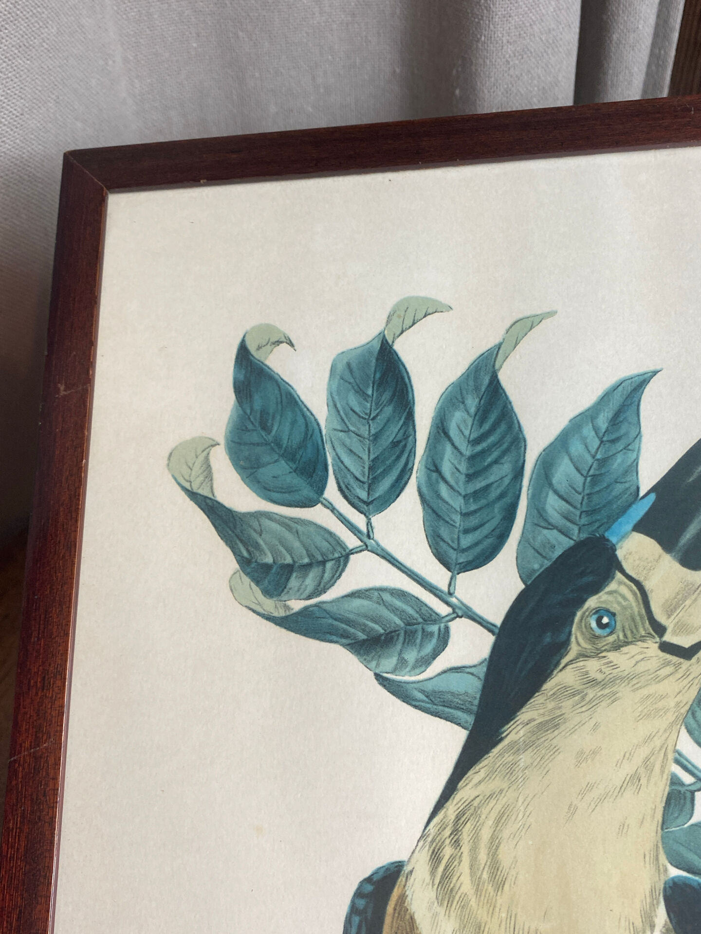 Gravure, Toucan Ariel, Descourtilz