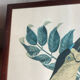 Gravure, Toucan Ariel, Descourtilz