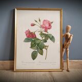 Litho rose leaning buds 30