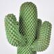 First Cactus Coat Rack by Guido Drocco and Franco Mello for Gufram, 1968