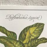 Botanical board Dieffenbachia