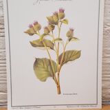 Botanical plate Grande Burdane