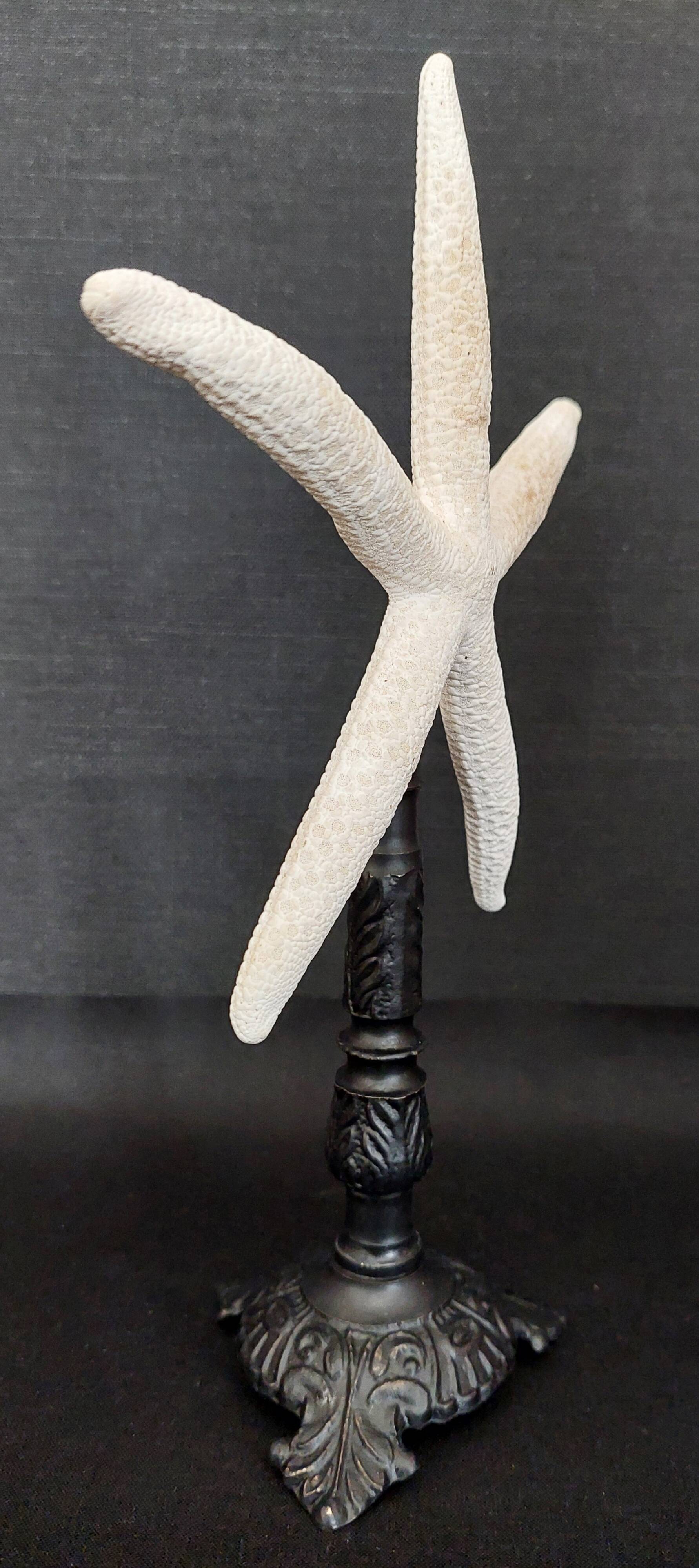 Cabinet of Curiosities white starfish linckia laevigata on base