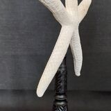 Cabinet of Curiosities white starfish linckia laevigata on base