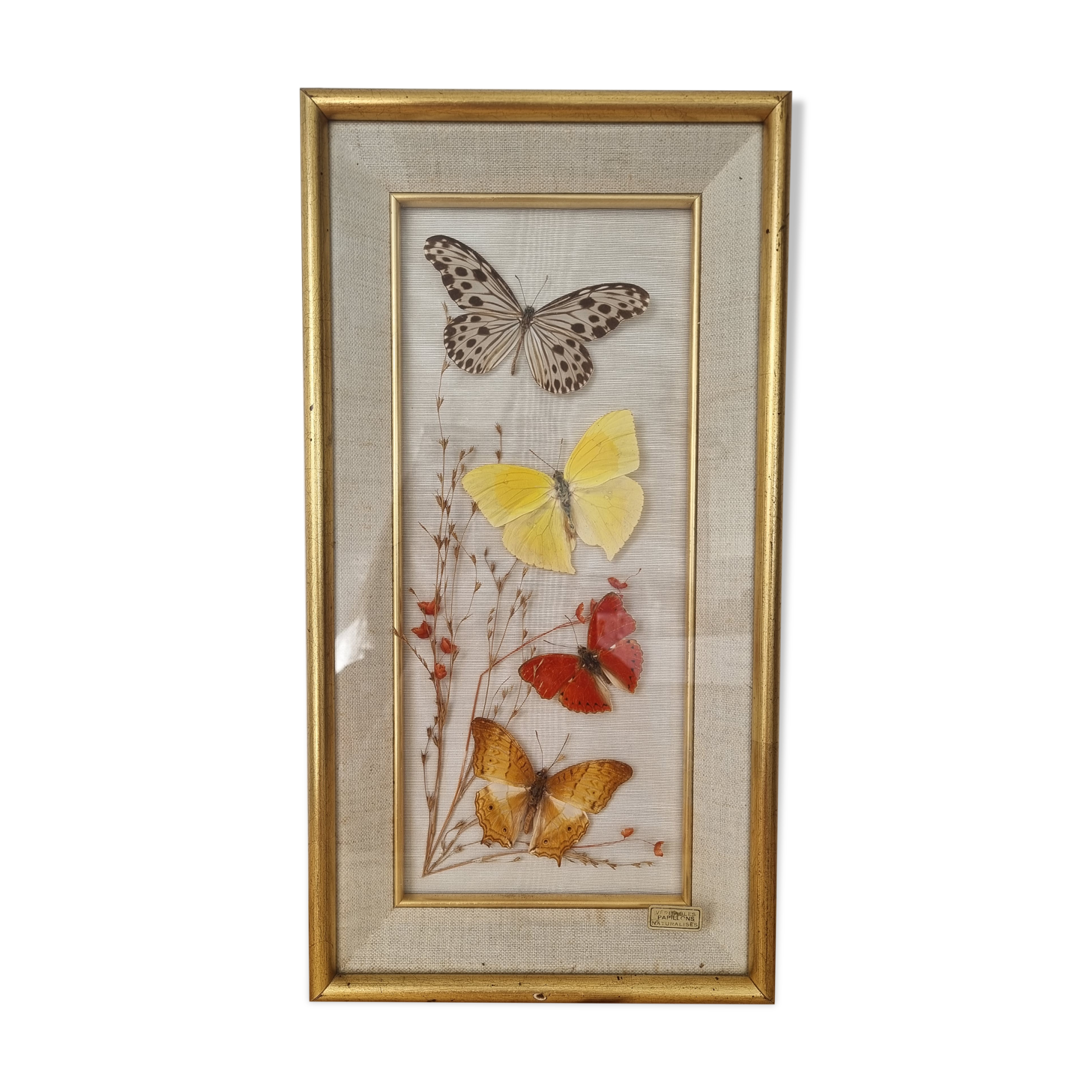 Vintage frame naturalized butterflies