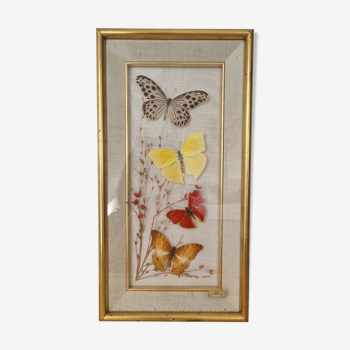 Vintage frame naturalized butterflies