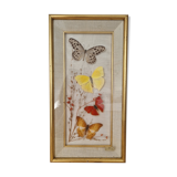 Vintage frame naturalized butterflies