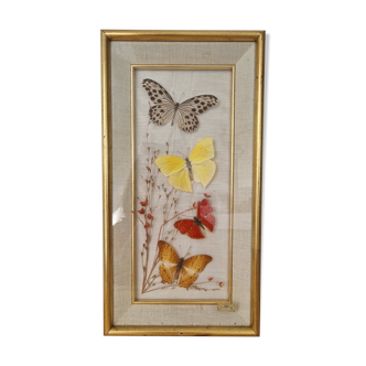 Cadre vintage papillons naturalisés