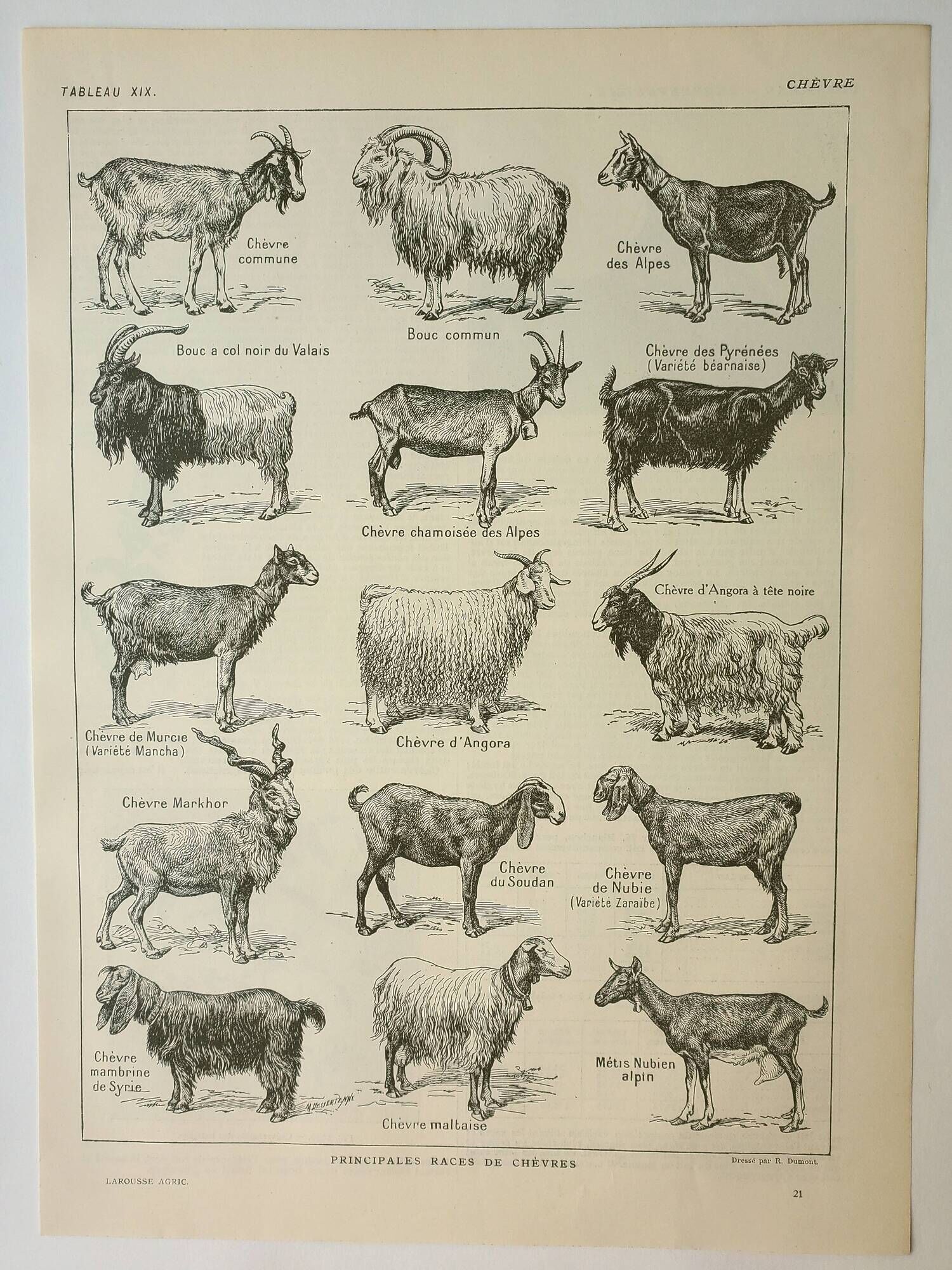 Old engraving 1922 M. Dessertenne - Goats, main breeds, caprines,