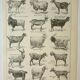 Old engraving 1922 M. Dessertenne - Goats, main breeds, caprines,