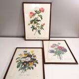 Gravures anciennes fleurs botanique par J.P.Redouté 1759- 1840 encadrés sous verre