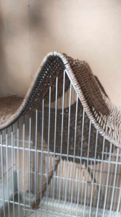 Iron and wicker bird cage