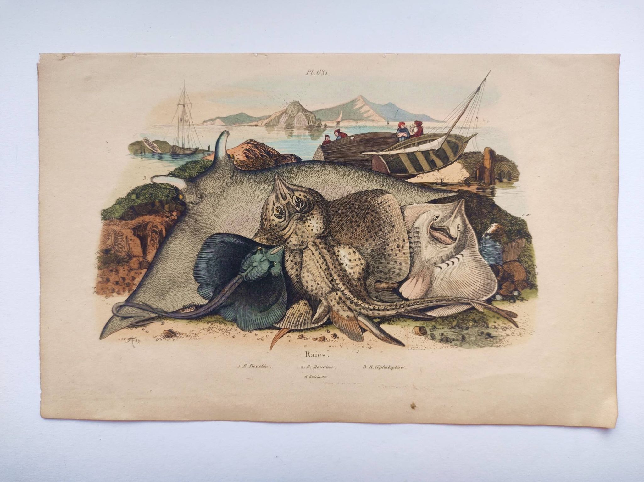 Old engraving from 1839 - Rays - Hand-colored zoological plate. lithograph