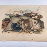 Old engraving from 1839 - Rays - Hand-colored zoological plate. lithograph