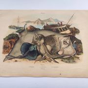 Old engraving from 1839 - Rays - Hand-colored zoological plate. lithograph