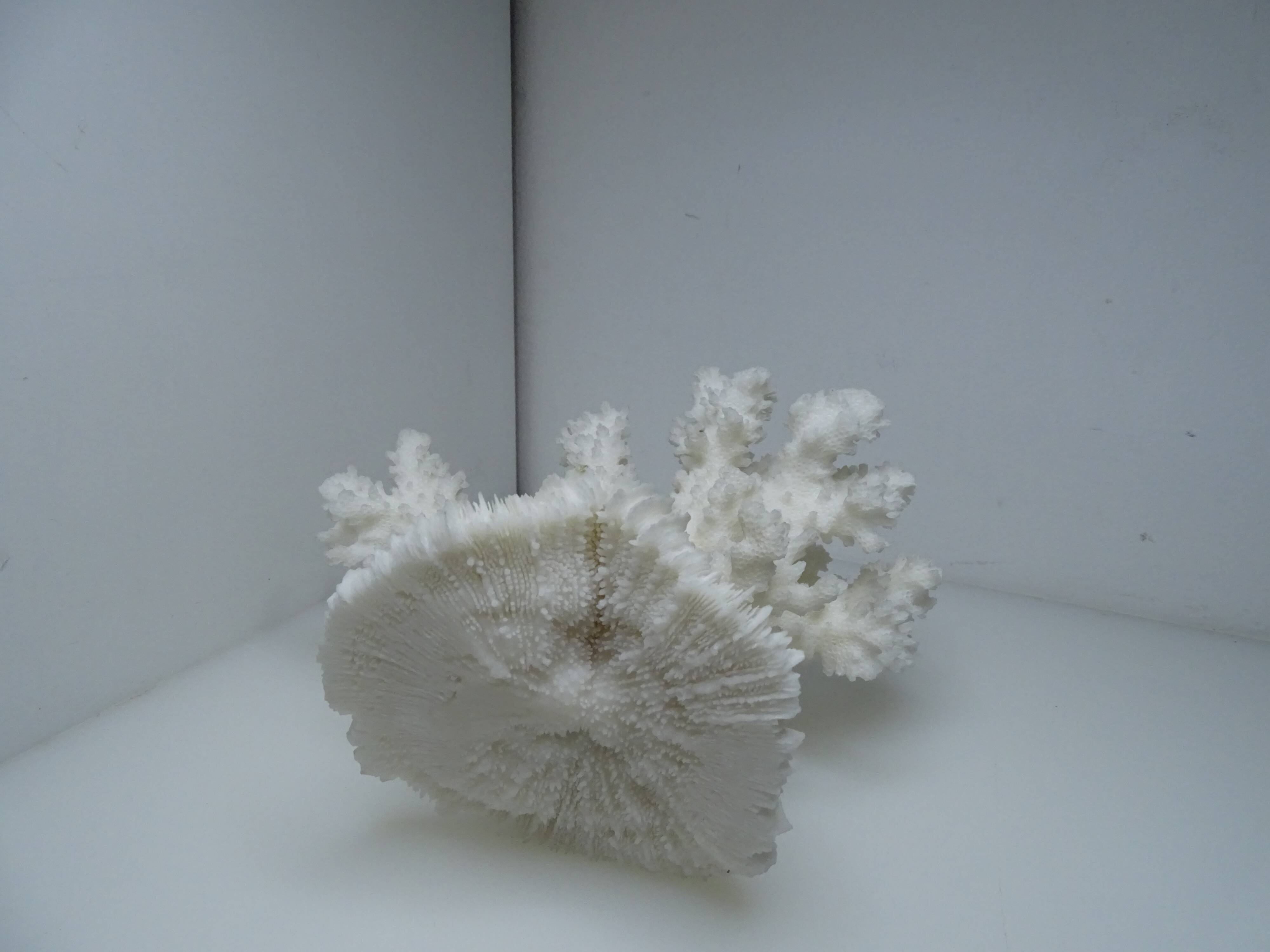 White coral on ancient base