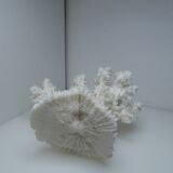 White coral on ancient base