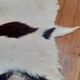 New goat skin