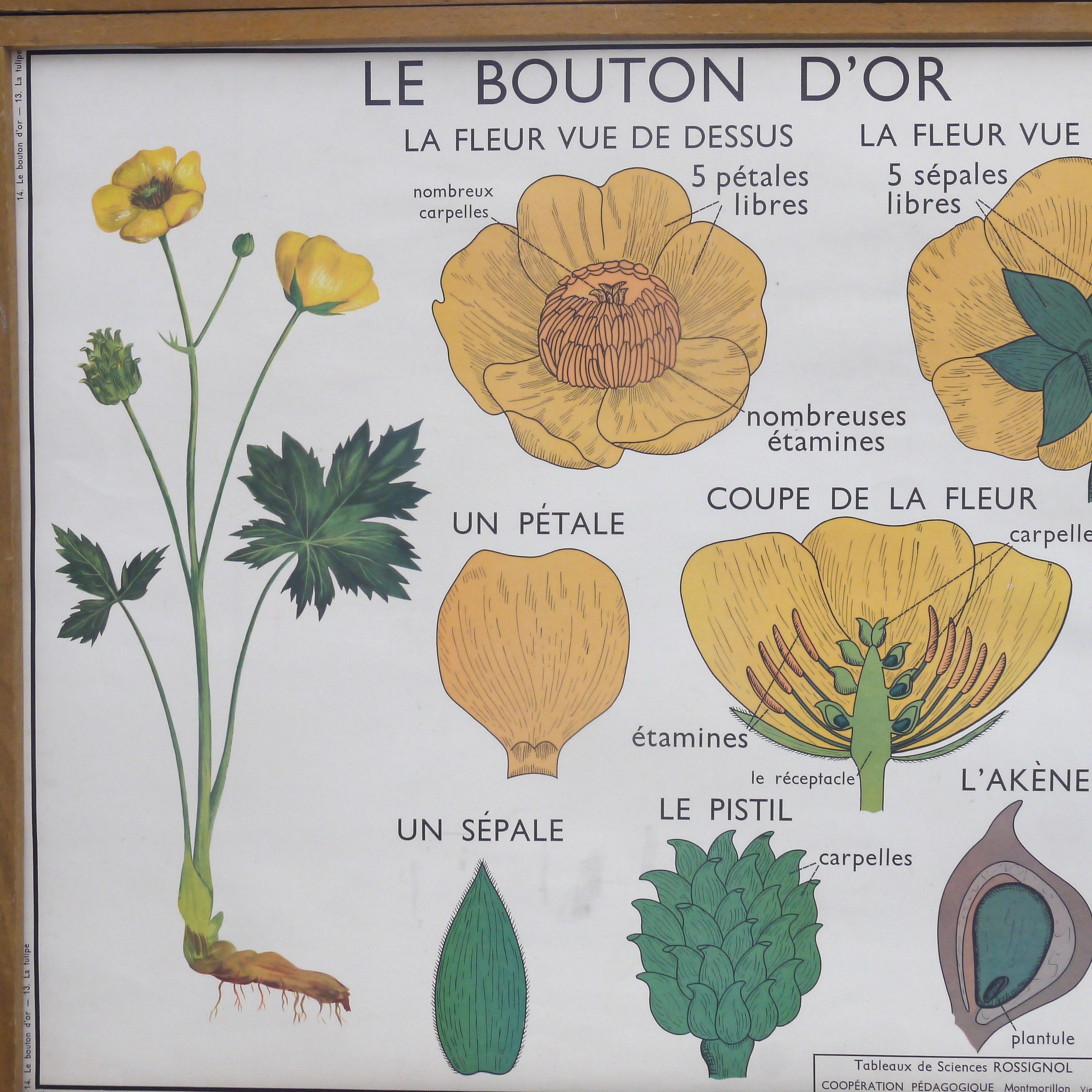 Educational poster rossignol - the tulip & gold button