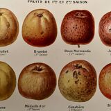 Lithograph on cider apples - 1920