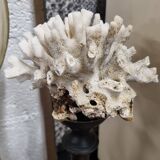 Coral on base
